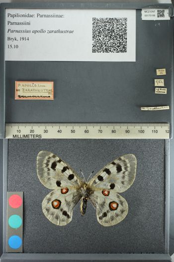Media type: image;   Entomology 175106